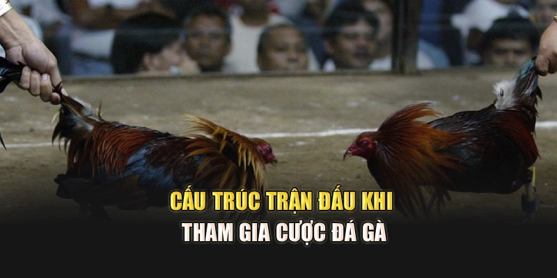 Cấu trúc trận đấu khi tham gia cược đá gà