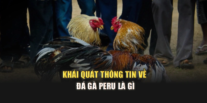 Khái quát thông tin về đá gà Peru là gì