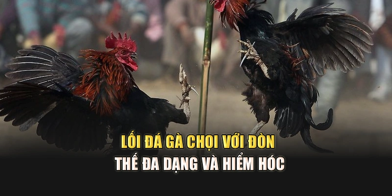 Lối đá gà chọi với đòn thế đa dạng và hiểm hóc