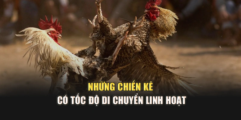 Những chiến kê có tốc độ di chuyển linh hoạt