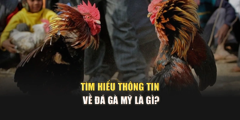 Tìm hiểu thông tin về Đá gà Mỹ là gì?