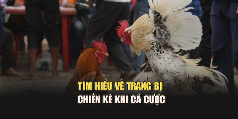 Tìm hiểu về trang bị chiến kê khi cá cược